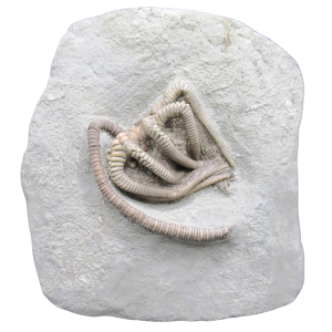 Crawfordsville Crinoid Fossil for Sale from Indiana 214 | Fossils for Sale
