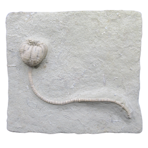 Crawfordsville Crinoid Fossil for Sale from Indiana 215 | Fossils for Sale