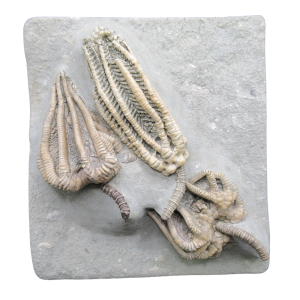 Crawfordsville Crinoid Fossil for Sale from Indiana 216 | Fossils for Sale
