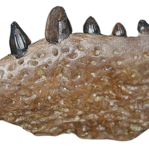 Genuine Cretaceous Age Crocodile Jaw Fossil for Sale from Montana #1