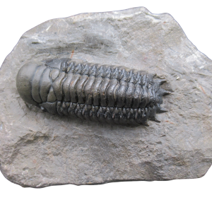 Genuine Devonian Age Crotalocephalina Trilobite Fossil for Sale from Morocco #15