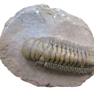 Genuine Devonian Age Crotalocephalina Trilobite Fossil for Sale from Morocco #16