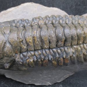 Genuine Devonian Age Crotalocephalina Trilobite Fossils for Sale from Morocco #17