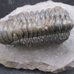 Genuine Devonian Age Crotalocephalina Trilobite Fossils for Sale from Morocco #18