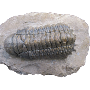 Genuine Devonian Age Crotalocephalina Trilobite Fossils for Sale from Morocco #19