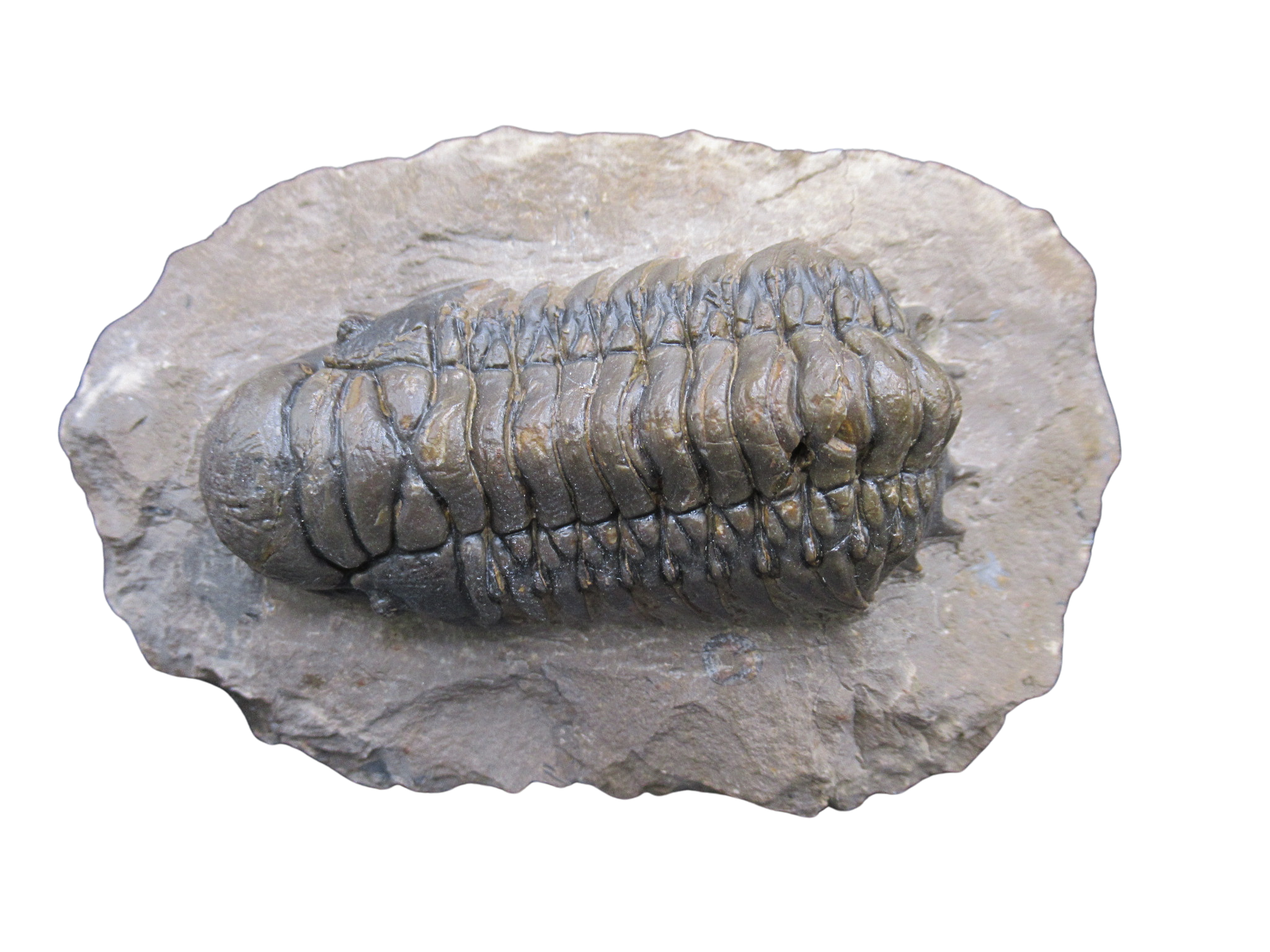 Crotalocephalina Devonian Morocco Trilobite Fossil for Sale 19 | Fossils for Sale Genuine Devonian Age Crotalocephalina Trilobite Fossils for Sale from Morocco #19
