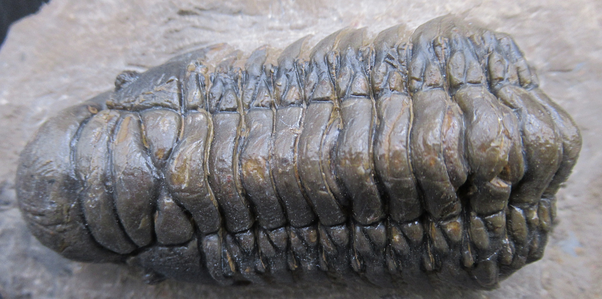 Crotalocephalina Devonian Morocco Trilobite Fossil for Sale 19a | Fossils for Sale Genuine Devonian Age Crotalocephalina Trilobite Fossils for Sale from Morocco #19a