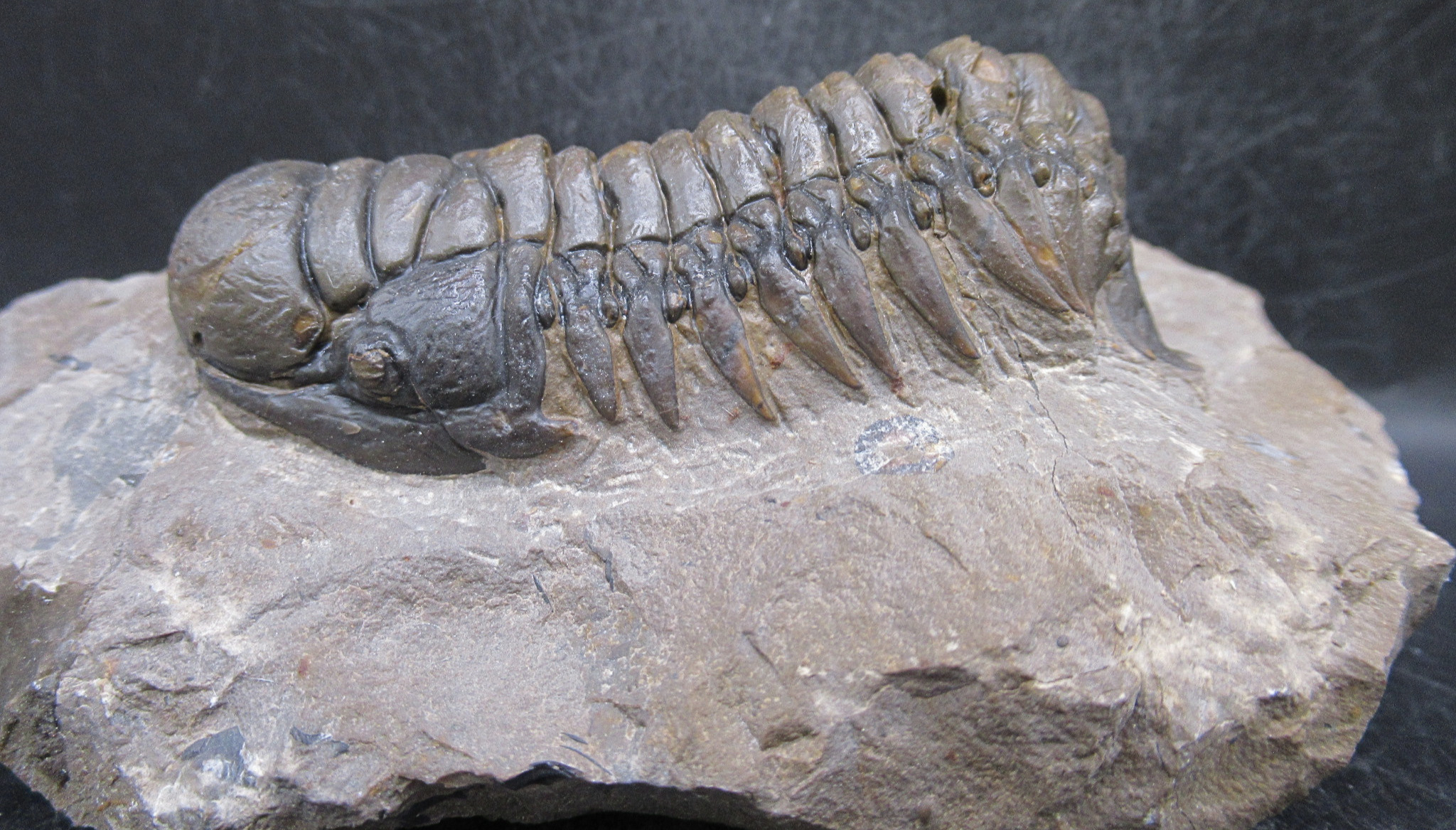 Crotalocephalina Devonian Morocco Trilobite Fossil for Sale 19b | Fossils for Sale Genuine Devonian Age Crotalocephalina Trilobite Fossils for Sale from Morocco #19b