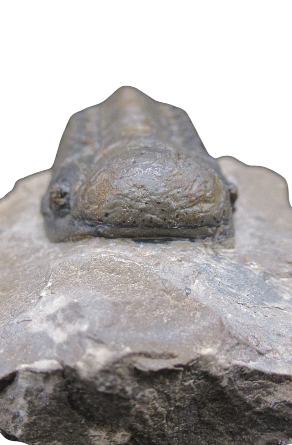 Crotalocephalina Devonian Morocco Trilobite Fossil for Sale 19c | Fossils for Sale Genuine Devonian Age Crotalocephalina Trilobite Fossils for Sale from Morocco #19c