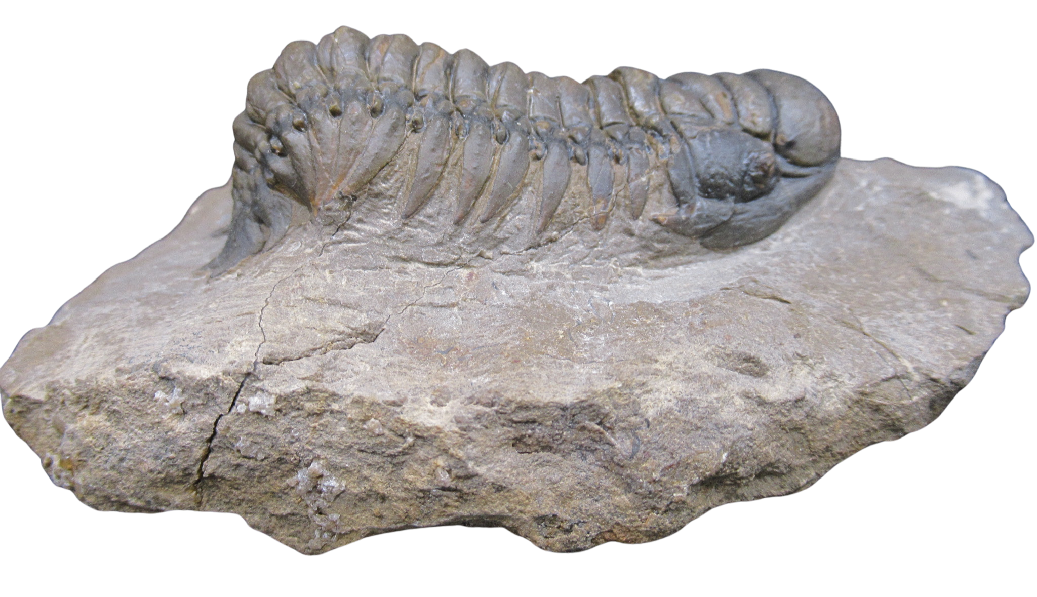 Crotalocephalina Devonian Morocco Trilobite Fossil for Sale 19d | Fossils for Sale Genuine Devonian Age Crotalocephalina Trilobite Fossils for Sale from Morocco #19d