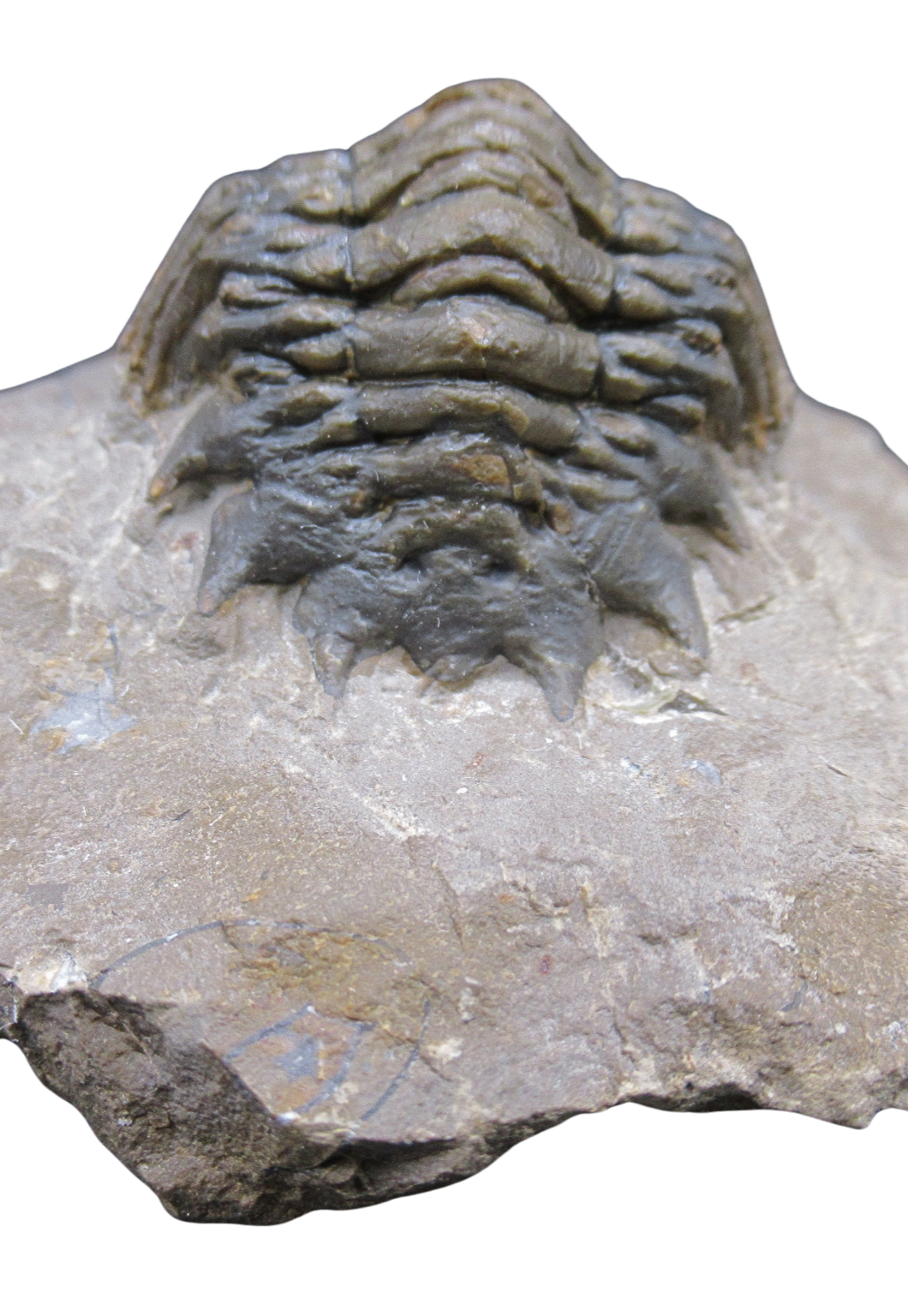 Crotalocephalina Devonian Morocco Trilobite Fossil for Sale 19e | Fossils for Sale Genuine Devonian Age Crotalocephalina Trilobite Fossils for Sale from Morocco #19e