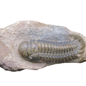 Genuine Devonian Age Crotalocephalina Trilobite Fossil for Sale from Morocco #20