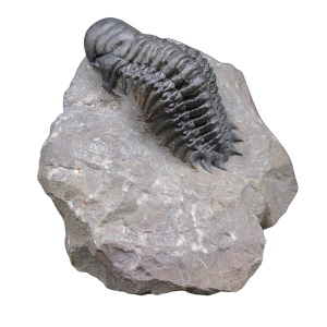 Genuine Devonian Age Crotalocephalina Trilobite Fossil for Sale from Morocco #21