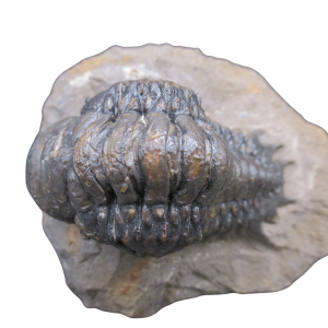 Genuine Devonian Age Crotalocephalina Trilobite Fossil for Sale from Morocco #22