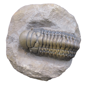 Genuine Devonian Age Crotalocephalina Trilobite Fossil for Sale from Morocco #23