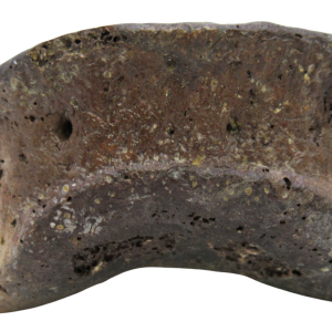 Hadrosaurus Dinosaur Toe Bone For Sale 14 | Fossils for Sale