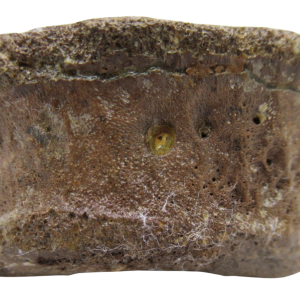 Hadrosaurus Dinosaur Toe Bone For Sale 15 | Fossils for Sale