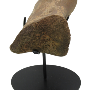 Hadrosaurus Dinosaur Toe Bone on Stand for Sale 13 | Fossils for Sale Genuine Cretaceous Age Hadrosaurus Dinosaur Toe Bone on Stand for Sale from South Dakota #13