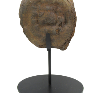 Hadrosaurus Dinosaur Vertebra Bone on Stand for Sale 12 | Fossils for Sale Genuine Cretaceous Age Hadrosaurus Dinosaur Vertebra Bone on Stand for Sale from South Dakota #12