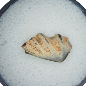 Genuine Triassic Age Arganodus dorothea Lungfish Tooth Fossil for Sale from New Mexico #10