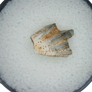 Genuine Triassic Age Arganodus dorothea Lungfish Tooth Fossil for Sale from New Mexico #11