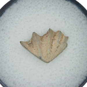 Lungfish Tooth from New Mexico Triassic Arganodus dorothea #12