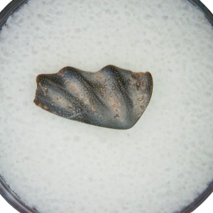 Lungfish Tooth from New Mexico Triassic Arganodus dorothea #13