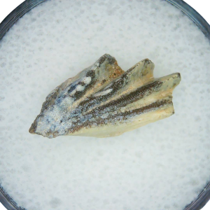 Lungfish Tooth from New Mexico Triassic Arganodus dorothea #14