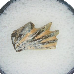 Lungfish Tooth from New Mexico Triassic Arganodus dorothea #15