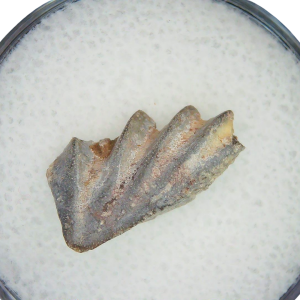 Lungfish Tooth from New Mexico Triassic Arganodus dorothea #16