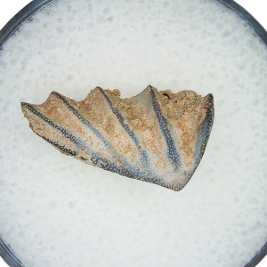 Lungfish Tooth from New Mexico Triassic Arganodus dorothea #17