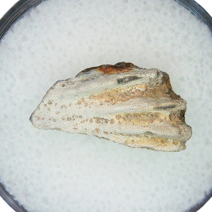 Lungfish Tooth from New Mexico Triassic Arganodus dorothea #18