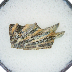 Lungfish Tooth from New Mexico Triassic Arganodus dorothea #19