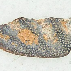 Genuine Triassic Age Arganodus dorothea Lungfish Tooth Fossil for Sale from New Mexico #1a