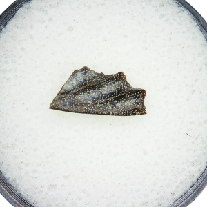 Genuine Triassic Age Arganodus dorothea Lungfish Tooth Fossil for Sale from New Mexico #2