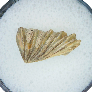 Lungfish Tooth from New Mexico Triassic Arganodus dorothea #20