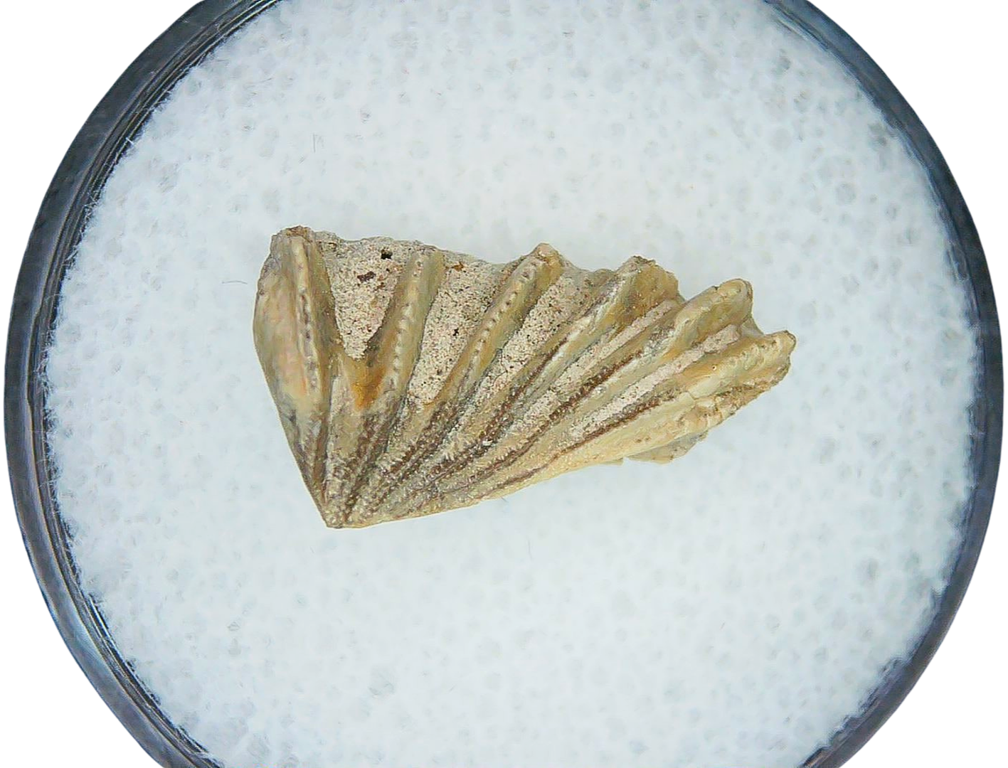 Lungfish Tooth from New Mexico Triassic Arganodus dorothea 20 | Fossils for Sale Genuine Triassic Age Arganodus dorothea Lungfish Tooth Fossil for Sale from New Mexico #20