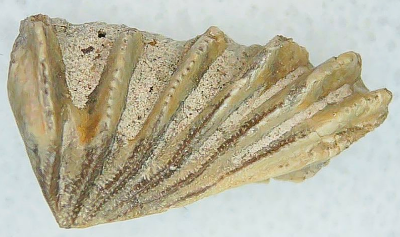 Lungfish Tooth from New Mexico Triassic Arganodus dorothea 20a | Fossils for Sale Genuine Triassic Age Arganodus dorothea Lungfish Tooth Fossil for Sale from New Mexico #20a