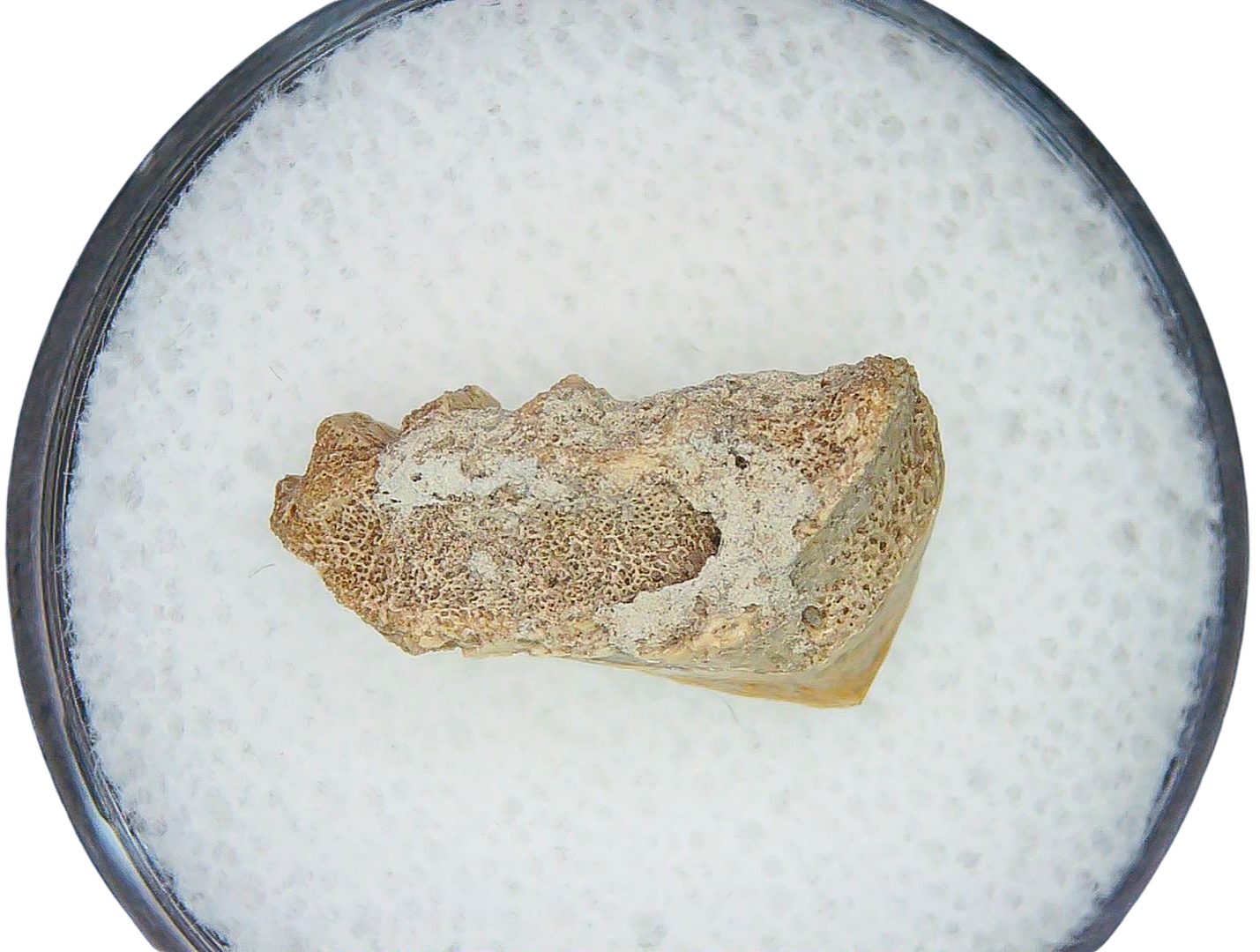 Lungfish Tooth from New Mexico Triassic Arganodus dorothea 20b | Fossils for Sale Genuine Triassic Age Arganodus dorothea Lungfish Tooth Fossil for Sale from New Mexico #20b