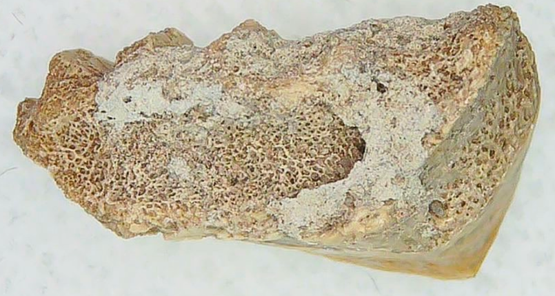 Lungfish Tooth from New Mexico Triassic Arganodus dorothea 20c | Fossils for Sale Genuine Triassic Age Arganodus dorothea Lungfish Tooth Fossil for Sale from New Mexico #20c