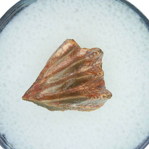 Lungfish Tooth from New Mexico Triassic Arganodus dorothea #21