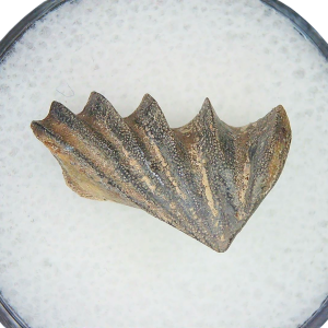 Lungfish Tooth from New Mexico Triassic Arganodus dorothea #22