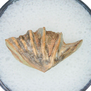 Lungfish Tooth from New Mexico Triassic Arganodus dorothea #23