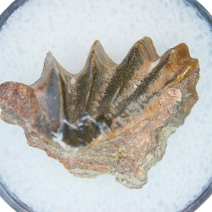 Lungfish Tooth from New Mexico Triassic Arganodus dorothea #24