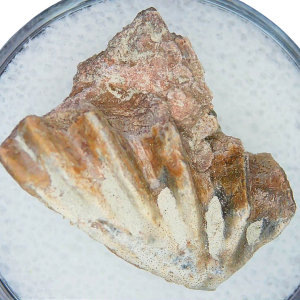 Lungfish Tooth from New Mexico Triassic Arganodus dorothea #25