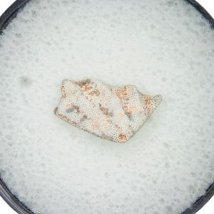 Genuine Triassic Age Arganodus dorothea Lungfish Tooth Fossil for Sale from New Mexico #3