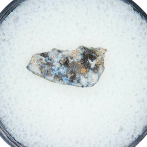 Genuine Triassic Age Arganodus dorothea Lungfish Tooth Fossil for Sale from New Mexico #4
