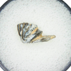 Genuine Triassic Age Arganodus dorothea Lungfish Tooth Fossil for Sale from New Mexico #5