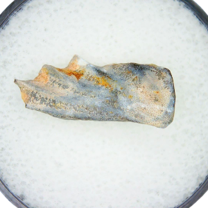Genuine Triassic Age Arganodus dorothea Lungfish Tooth Fossil for Sale from New Mexico #6