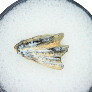 Genuine Triassic Age Arganodus dorothea Lungfish Tooth Fossil for Sale from New Mexico #7